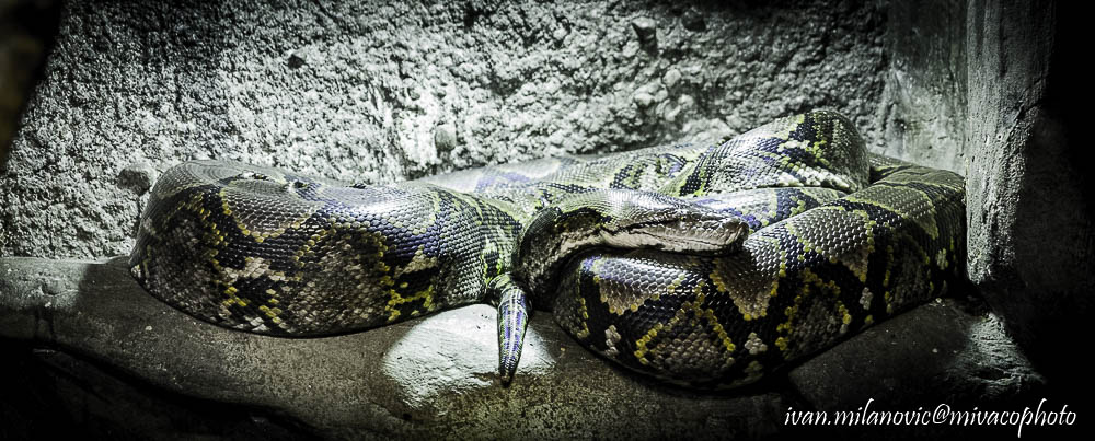 python