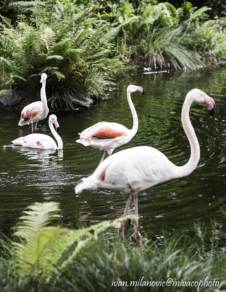 flamingos