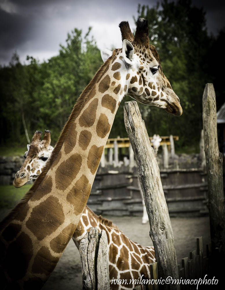 giraffs